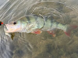Atelier Pêche Nature